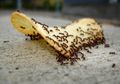 Tak Usah Panik, Semut Bisa Disingkirkan. Simak Tips Ini!