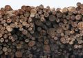 Harapan Menangani Deforestasi Kalimantan