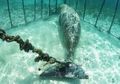 Dugong Ini Dikurung dalam Penjara dalam Laut Indonesia agar Bisa Diajak Foto oleh Para Wisatawan