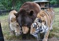 (Foto) Kenapa Kita Bisa Belajar dari Beruang, Singa, dan Harimau yang Saling Menyayangi dan Tak Bisa Dipisahkan Ini?