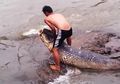 Ikan Raksasa yang Mati Terdampar di Ciliwung Sengaja Dibuang oleh Pengelola Wisata SKI Tajur
