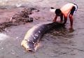 Foto-foto Ikan Raksasa yang Mati Terdampar di Kali Ciliwung
