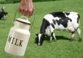 Mitos Tentang Hormon Sapi pada Susu dan Pubertas Dini