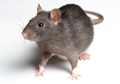 Jarang Terjadi, Gadis Prancis Ini Dimutilasi Tikus