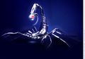 Wahai Scorpio, Cari Tahu Kecocokan Cinta Anda dengan Zodiak Lainnya