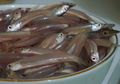 Ikan Teri Selain Masuk Daftar 5 Makanan Pendongkrak Kecerdasan Otak Juga Punya Manfaat Lainnya Lho