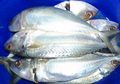 Meski Kalah Image, Ikan Kembung Nyatanya Lebih Bergizi Ketimbang Salmon, Bisa Bikin Panjang Umur Lho