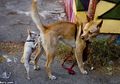 Inilah Alasan Kenapa Anjing Suka Mencium Pantat Anjing Lain