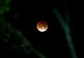 Jangan Sampai Ketinggalan, Beginilah Penampakan Wajah Bulan pada Senin Malam Nanti