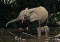 Gajah Hutan Afrika dan Nasib yang Kian Mengkhawatirkan