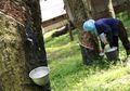 Tlogo Plantation dan Agrowisata Kebun Karetnya
