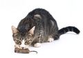 Ada Alasan 'Manis' di Balik Kebiasaan Kucing Bawa Bangkai Hewan ke Rumah