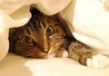 Hati-hati Kotoran Kucing Menyebabkan Toksoplasma
