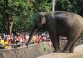 Lorong Masa: Krismon 1998, Saat Gajah Makan Batang Pisang