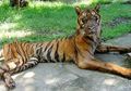 Lorong Masa: Krismon 1998, Harimau Terpaksa Puasa