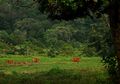 Dulu, Alas Purwo Dianggap Kerajaan Jin Kini Jadi Primadona Pariwisata