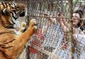 Bertengkar dan Keluar Mobil di Taman Safari, Perempuan di China Tewas Diterkam Harimau