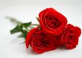 Dari Lambang Cinta Sampai Punya Khasiat, Inilah Berbagai Cerita Tentang Bunga Mawar, Bunga Paling Cantik di Dunia