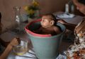 Virus Zika Hanya Dampak Perubahan Ekosistem dan Cepatnya Mobilitas Manusia