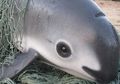 Inilah Vaquita, Mamalia Paling Terancam Punah di Bumi dengan Sisa 30 Spesies Saja