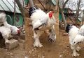 Ayam Brahma, Ayam 'Raksasa yang Ukuran Tubuhnya Bikin Kita Geleng-geleng Kepala Tak Percaya