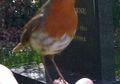 Burung Robin Memberi Tanda Kebahagian Orang yang Telah Mati di Makam?