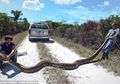 Kelabakan Hadapi Ribuan Ular Piton, Pemerintah Florida Kerahkan Pemburu Bayaran
