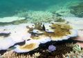 Menyedihkan! Kerusakan Sudah Parah, Great Barrier Reef Masuk Tahap Terminal
