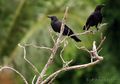 Kerap Diidentikkan sebagai Burung Keramat, Gagak Sebenarnya Burung yang Cedas dan Cermat