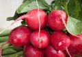 Apa Sih Istimewanya Sayuran Berwarna Merah? Ini Manfaat Menakjubkannya untuk Kesehatan