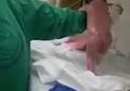 (VIDEO) Ajaib! Bayi Ini Langsung Bisa Berjalan Hanya Beberapa Menit Setelah Dilahirkan