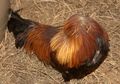 Menyembelih Ayam tapi Tak Mati-Mati, Jangan Panik Karena Ada Ayam Tanpa Kepala Bisa hidup Hingga 18 Bulan