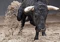 Sudah Ada Tanda “Kematian” di Badan Banteng Maut Misterius Ini