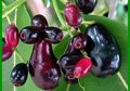 Jamblang, Si Ungu yang Kandungan Antioksidannya Tinggi dan Cocok untuk Penderita Kencing Manis