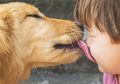 Meski Sayang, Jangan Pernah Biarkan Anjing Menjilat Wajah Kita, Ini Alasannya
