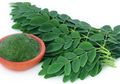 Daun Kelor, Terkenal Lewat Ungkapan, Punya Manfaat Menjanjikan, Termasuk Dijadikan Azimat Kesaktian