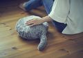 Lucu, Ada Robot Bantal Berekor yang Bisa Menggantikan Hewan Peliharaan