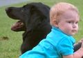 Bayi Ini Selamat dari ‘Babysitter’ yang Sering Bersikap Kasar Kepadanya Berkat Seekor Anjing