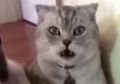 Habis Dikebiri Kucing Ini Syok Berat Saat Sadar Alat Kelaminnya Hilang, Ekspresinya Bikin Trenyuh