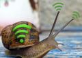 WiFi Lemot? Tidak Masalah! Benda di Dapur Ini Bisa Mengatasinya