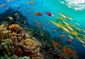 Inilah Great Barrier Reef Terumbu Karang Terbesar di Dunia yang Lebih Luas dari Tembok Besar China, Kondisinya Kini Memprihatinkan
