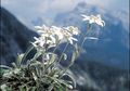 Hmm... Bunga Abadi Edelweiss Asli Ternyata Ada di Pegunungan Alpen, Bukan di Gunung-gunung Indonesia