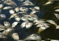 Bagi Ikan-ikan di Lautan, Ada yang Lebih Menakutkan dari Polusi Sampah Plastik dan Kenaikan Suhu