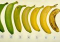 Coba Tebak, Pisang Nomer Berapa yang Paling Sehat Menurut Anda? Jawabannya Mengejutkan!