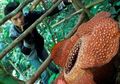 25 Tahun Jadi Ikon Bunga Nasional Indonesia, Ini 6 Tempat di Indonesia untuk Melihat Bunga Rafflesia arnoldii