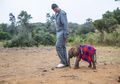 Terkenal Otoriter pada Warganya, China ‘Takluk’ pada Yao Ming Soal Perdagangan Daging Gajah