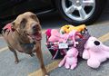 Mengharukan, Inilah 7 Kisah Heroik para Anjing yang Membuat Hati Kita Tergugah