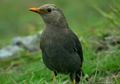 Misteri Anis Gunung, Burung Pengawal dan Penunjuk Jalan Para Pendaki Gunung