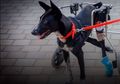 Anjing Jalanan Lumpuh yang Terselamatkan Celengan Berusia 10 Tahun Ini Tunjukkan Bila Kemanusiaan Masih Ada di Dunia!