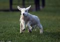Kasihan, Anak Kambing Ini Ditolak Induknya Karena Punya 5 ½ Kaki